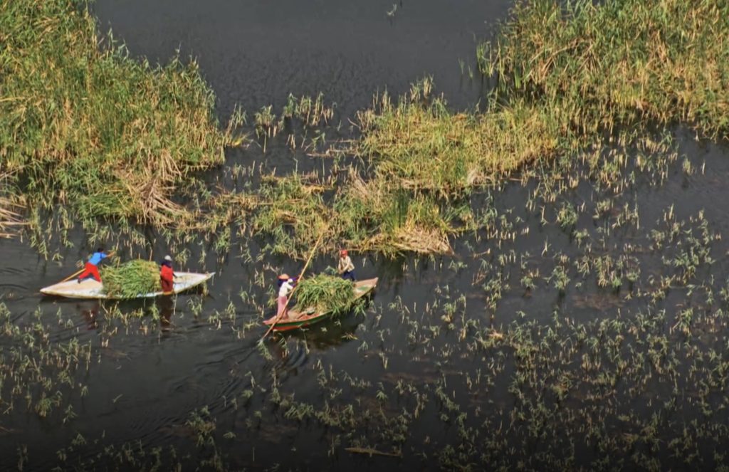 People harvesting reeds from small traditional boats along the Nile River in Egypt